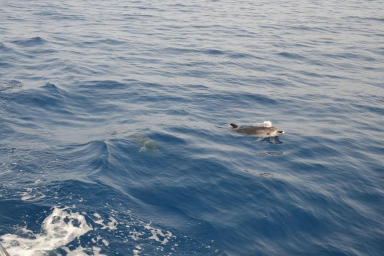 Morro Jable: Speedboat Dolphin & Whale Watching Tour