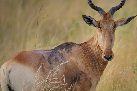 5 Days Amboseli / Tsavo East & Tsavo West Safari