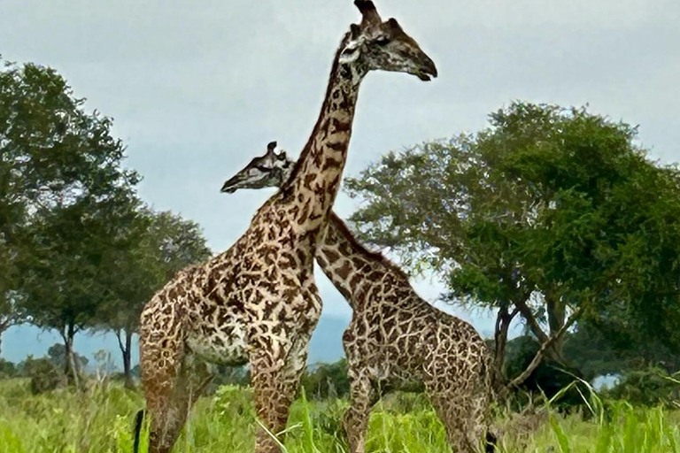 SAFARI WILDLIFE FROM ZANZIBAR TO MIKUMI 3 DAYS 2 NIGTHS