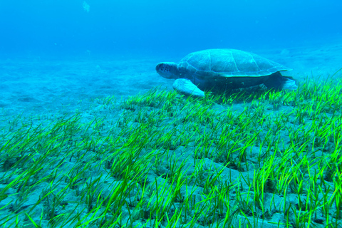 Curso de mergulho para iniciantes na área das tartarugas em TenerifeCurso de mergulho privado para iniciantes no parque natural de Tenerife