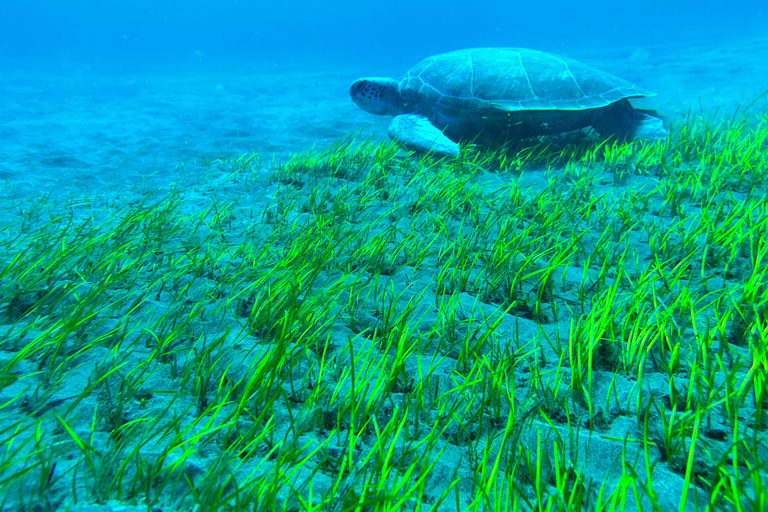 Curso de mergulho para iniciantes na área das tartarugas em TenerifeCurso de mergulho privado para iniciantes no parque natural de Tenerife