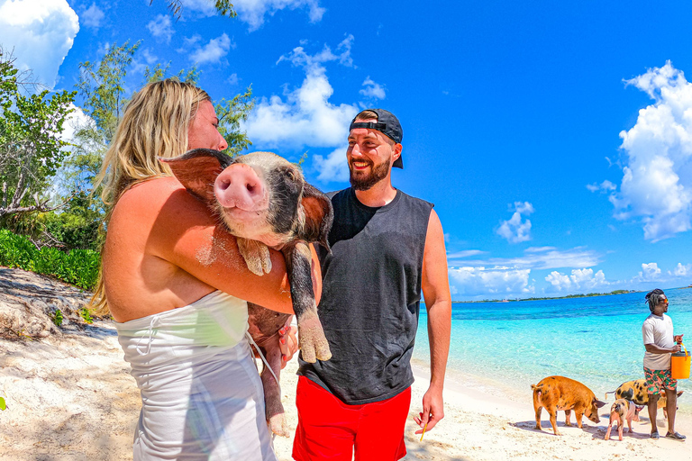Nassau: Pigs Beach Trip by Boat with Swimming and Feeding