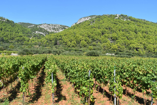 Depuis la ville de Korcula : visite d'une demi-journée avec dégustation de vins locaux et visites touristiques