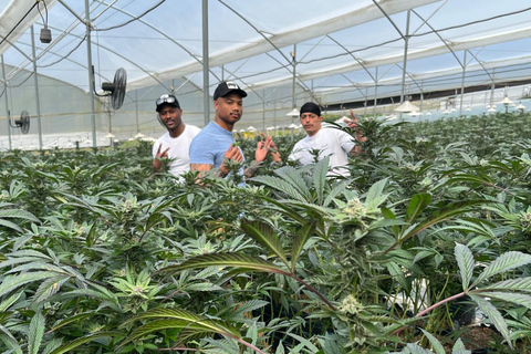 Private Medellín Cannabis Culture Tour with Lunch & Tasting