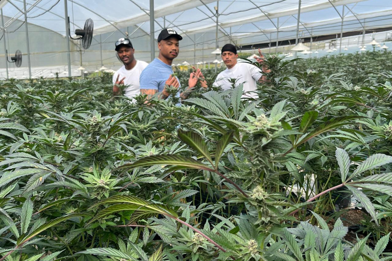 Private Medellín Cannabis Culture Tour with Lunch & Tasting