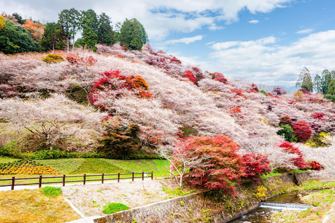 Nagoya: Autumn Korankei Gorge & Shikizakura Highlights Tour Shared Tour, Meet at Chubu Electric Power MIRAI Tower