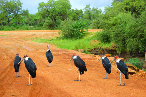 3 DAGEN SAFARI NAAR SELOUS wildreservaat (Flying Safari)DRIE DAGEN SAFARI NAAR SELOUS wildreservaat (Flying Safari)