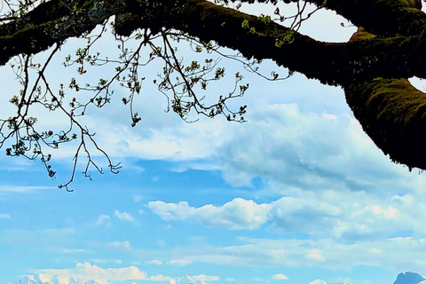 GurtenPark–Bern: 360° Viewpoint, Toboggan Run, and Cheese Picnic Gurten Park – Bern: Small Group Tour