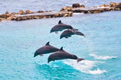 Ocho Rios: dia inteiro em Dolphin Cove e nade com os golfinhos