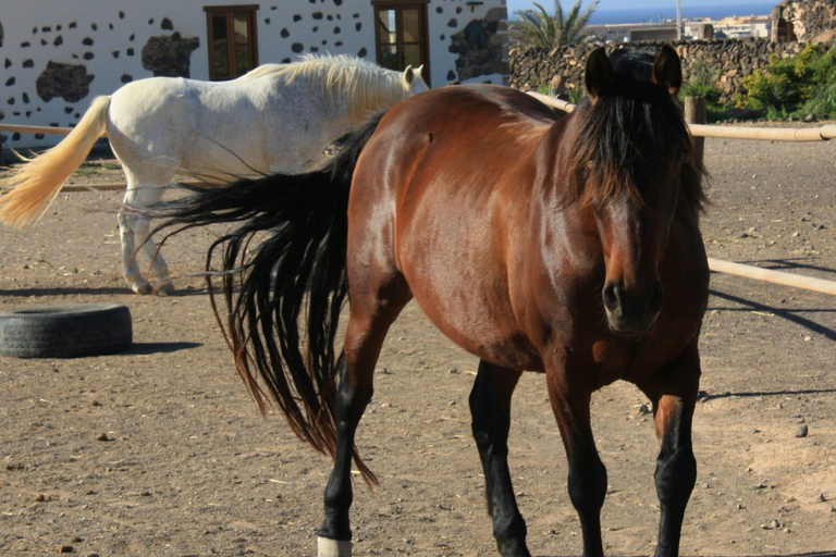Fuerteventura: Horseback Riding to the Cliffs of El Cotillo Fuerteventura: Horseback Ride to the Cliffs of El Cotillo