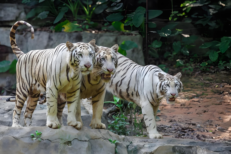 Guangzhou: Chimelong Wildlife Park Ticket