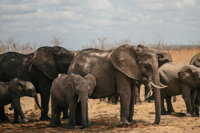 From Zanzibar: 1-Day Selous Safari with Flight & Lunch Selous Safari from Zanzibar – Without Transfer