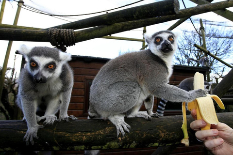 Belfast Zoo: Entry Ticket
