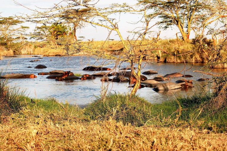 4-Day Tanzania Safari: Tarangire, Ngorongoro With Pickup