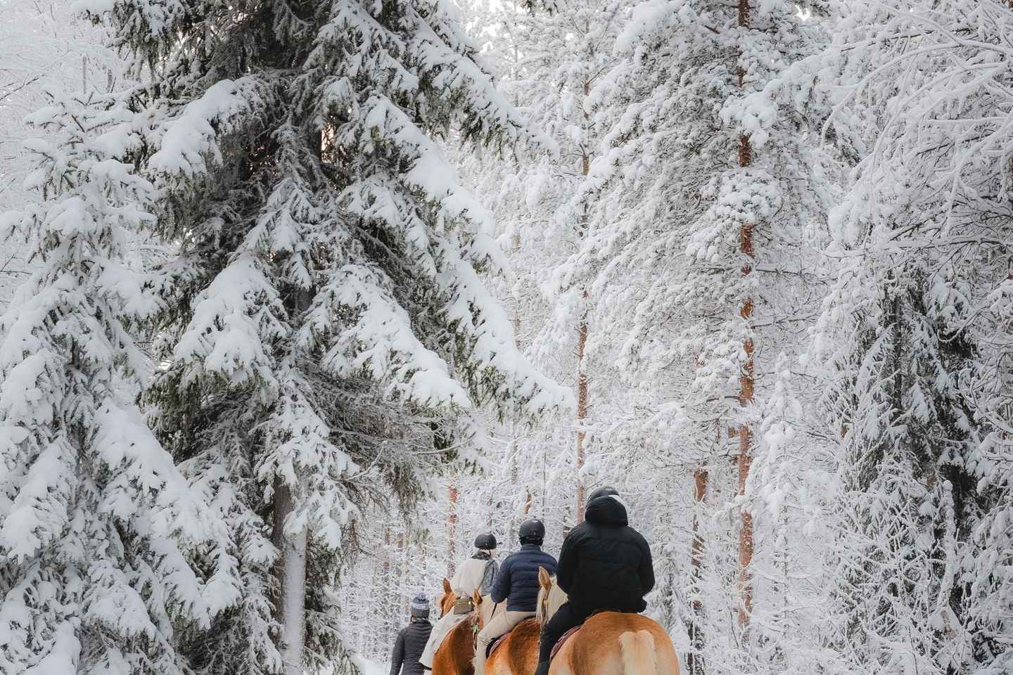 Rovaniemi: Reiðferð með Finnhestum við SCV