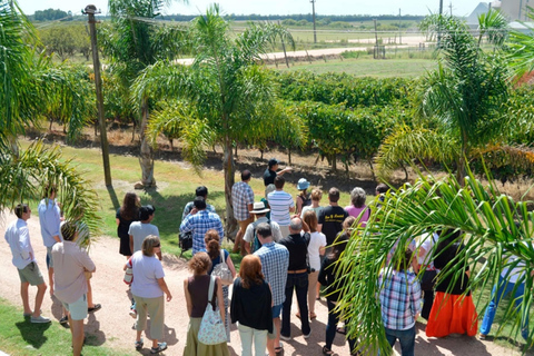 Visita alla cantina MoizoVisita alla Cantina Moizo con pranzo