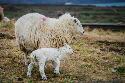 Bucharest: Ranch with Domestic Animals Day Trip