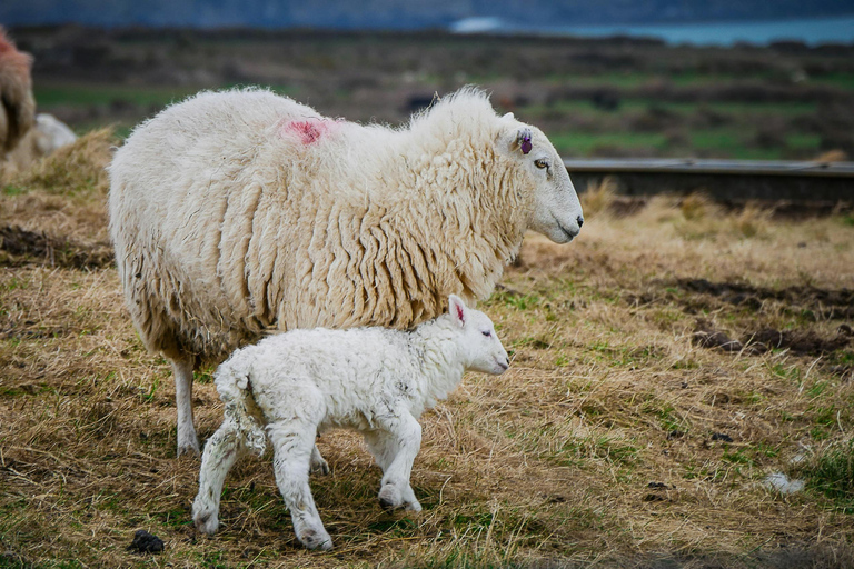 Bucharest: Ranch with Domestic Animals Day Trip