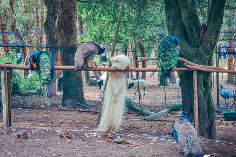 From Batumi: Georgian Amazon & Kolkheti Park Tour