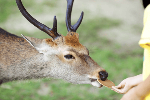 Nara Private Custom Tour mit ortskundigem Guide