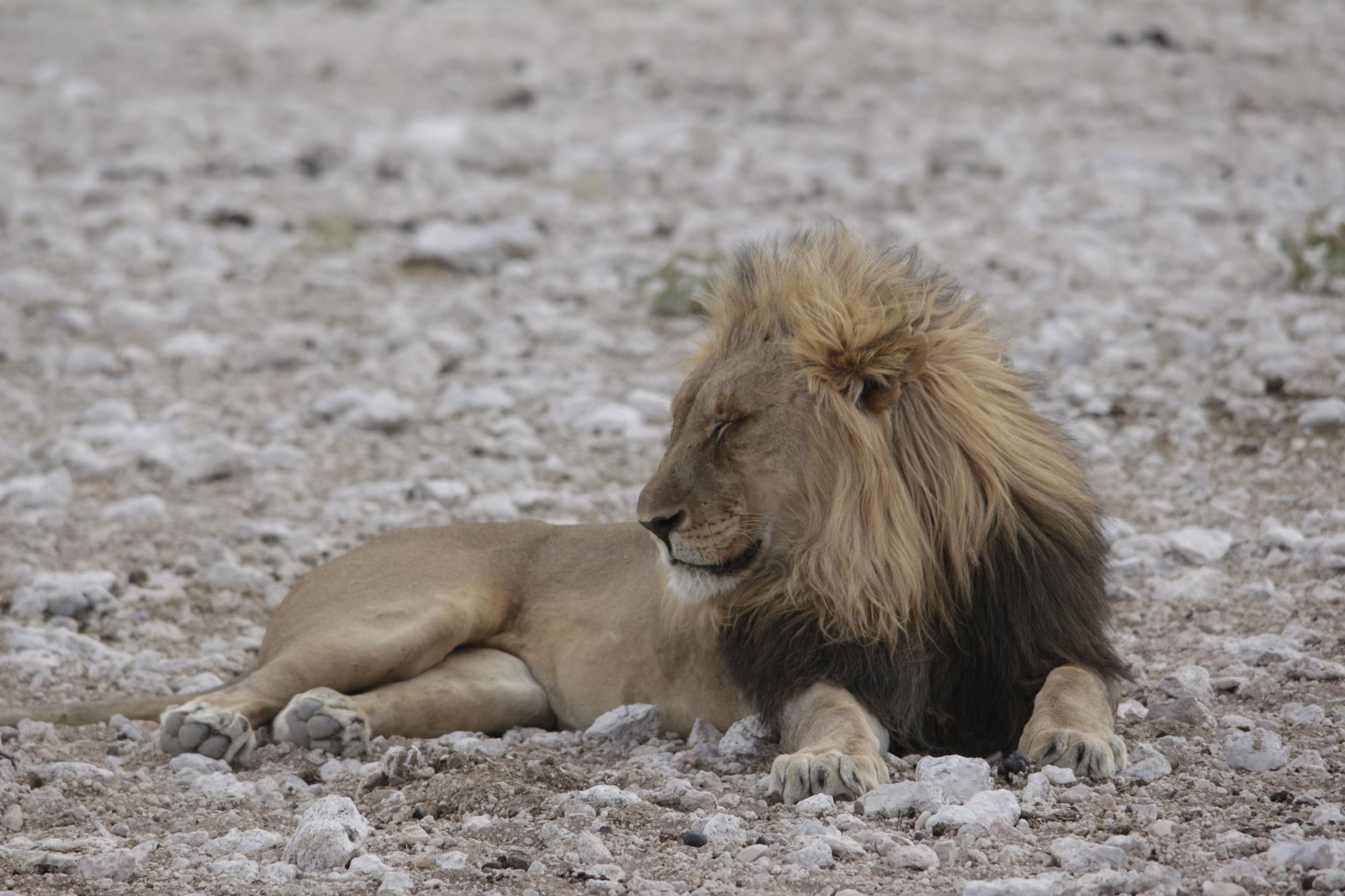 Ab Windhoek: 4-Tages-Safari im Etosha-Nationalpark