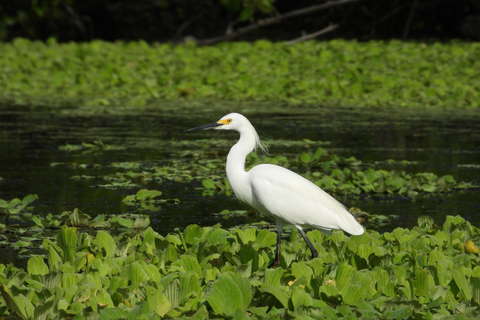 Cartagena: Tour privado de avistamiento de aves en el Canal del dique