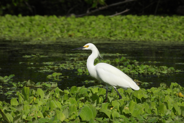 Cartagena: Tour privado de avistamiento de aves en el Canal del dique