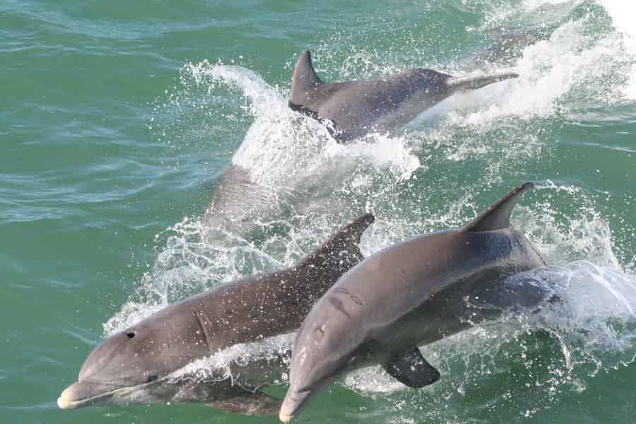 Clearwater-Bootsfahrt mit garantierter Delfinbeobachtung. Foto: GetYourGuide Clearwater-Bootsfahrt mit garantierter Delfinbeobachtung. Foto: GetYourGuide