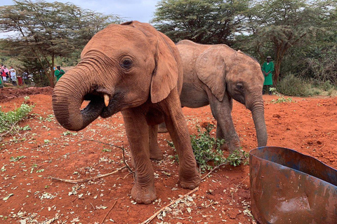 Desde Nairobi: Orfanato de Elefantes, Centro de Jirafas y Bomas