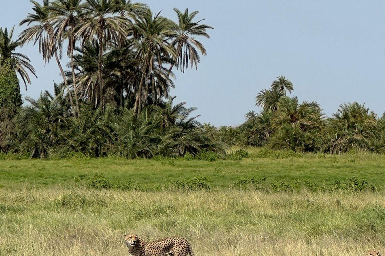 Nairobi: 3-Day honeymoon safari to Amboseli National Park Overnight Private to Amboseli National Park