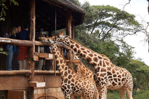 Nairobi: Giraffe Center, Museum of Illusions & Blixen Tour