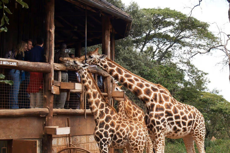 Nairobi: Giraffe Center, Museum of Illusions & Blixen Tour