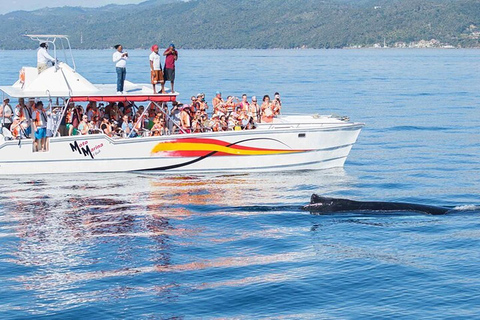 Punta Cana: Private Samaná Whale Watching Day Trip