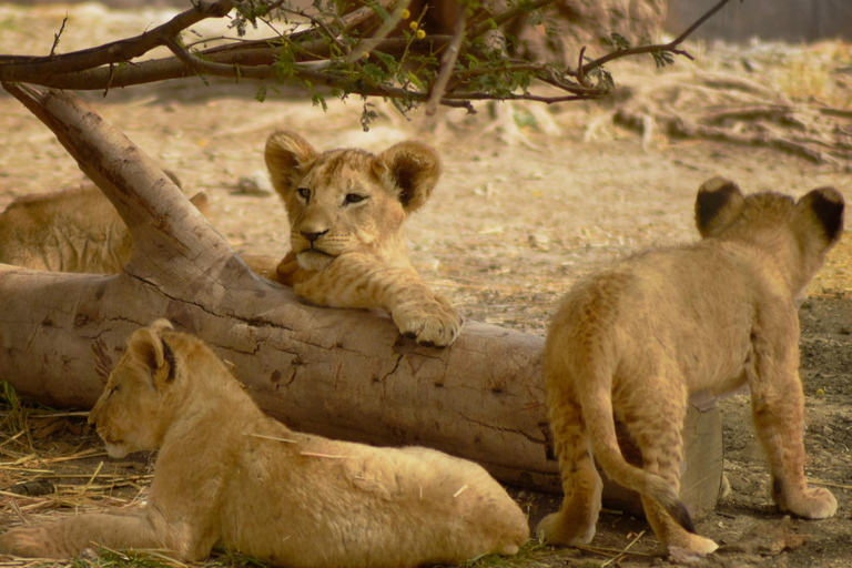 Africam Safari Conservation Park