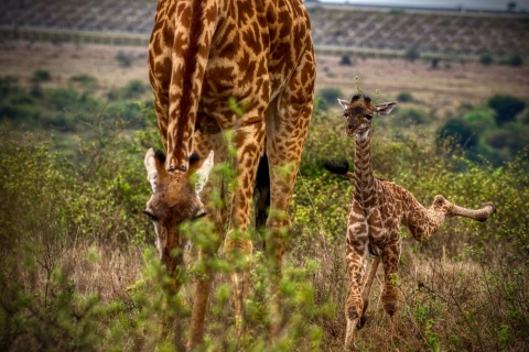 Visite guidée du parc national de Nairobi en van
