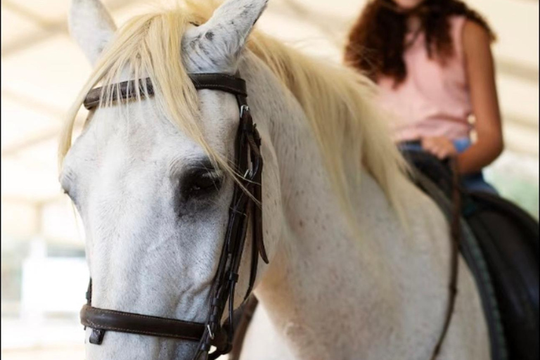 San José: Horseback Riding in Scenic Cloud Forest