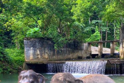 Krabi: Experiencia ética de cuidado de elefantes con traslado al hotelKrabi: Experiencia ética de cuidado de elefantes con servicio de recogida del hotel