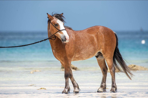 Zanzibar: Horseback Riding Experience with Hotel Transfer