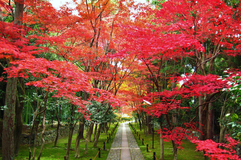 Private tour from Kobe port to Kyoto: All inclusive