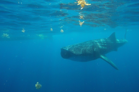 Z Cancún: półdniowe nurkowanie z rekinami wielorybimiPółdniowa wycieczka z miejsca spotkania