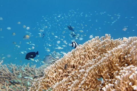 Depuis Sharm El-Sheikh : Excursion de plongée en apnée à Ras MohammedCroisière à Ras Mohammed et sur l'île blanche