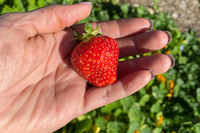 Graham: Faithful Hands' Farm Tour