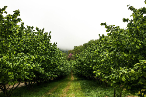 Von Mailand aus: Barolo Weinverkostung, Alba Tour und Schlossbesuch