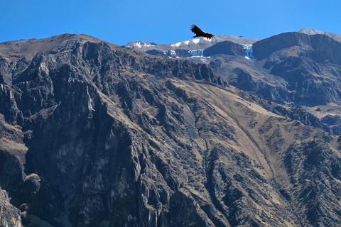 From Puno: Colca Canyon Expedition, Ending in Arequipa