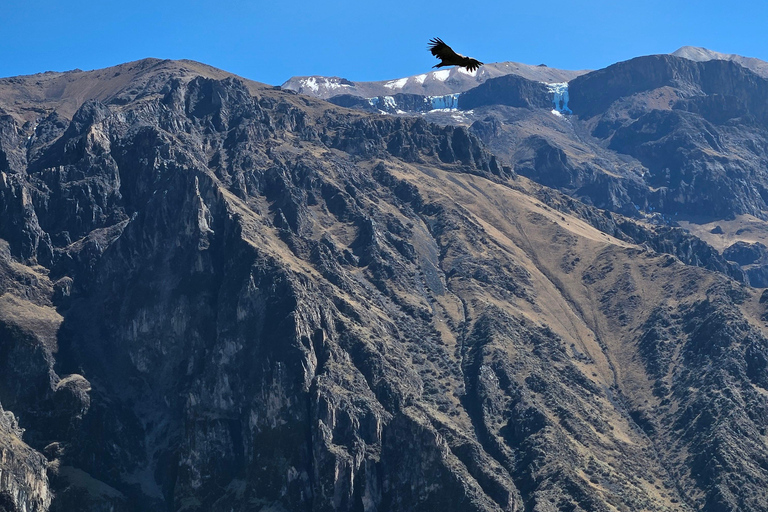 From Puno: Colca Canyon Expedition, Ending in Arequipa