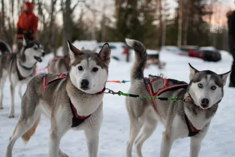 Lulea: Drive your own husky team 20km
