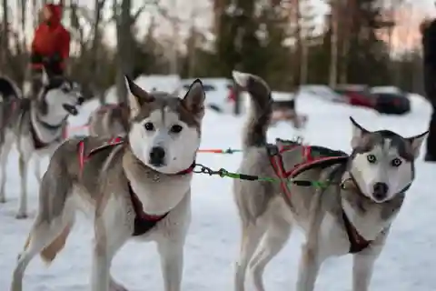 Lulea: Fahre dein eigenes Husky-Team 20km