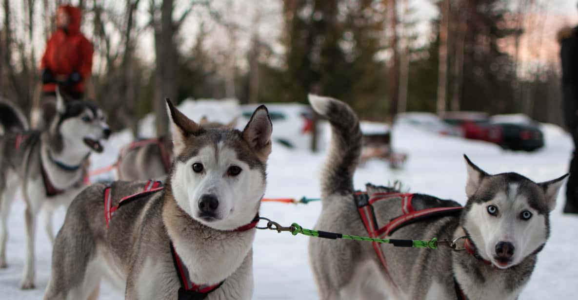 Lulea: Drive your own husky team 20km GetYourGuide