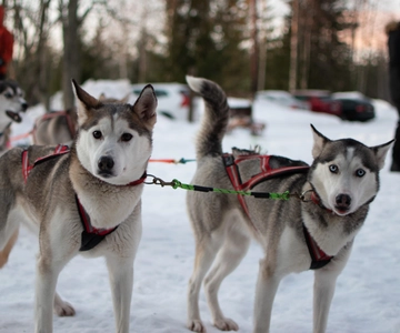 Lulea: Drive your own husky team 20km