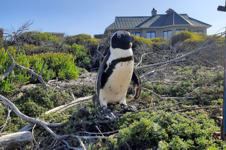 Kaap de Goede Hoop &amp; Pinguïns privétour